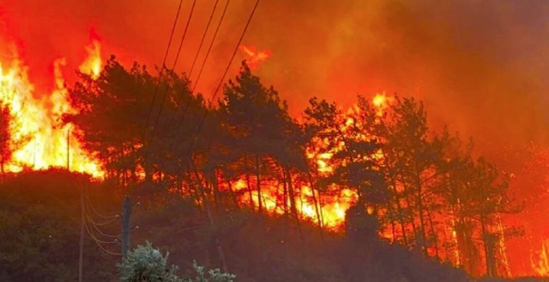 پنجاب کے جنگلات میں آگ کے 268 واقعات