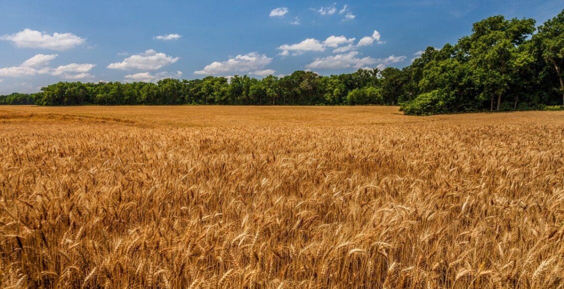 گندم ہمارے ملک کی ایک اہم فصل اور ہماری خوراک کا اہم حصہ ہے۔ موجودہ سال گندم کی فصل صوبہ پنجاب میں 1 کروڑ62 لاکھ 50 ہزار ایکڑ رقبہ پر کاشت ہوئی ہے جو اپنی بڑھوتری کے مراحل سے گزر رہی ہے۔بڑھتی ہوئی آبادی کی غذائی ضروریات کو مستقل بنیاد پر پورا کرنے کیلئے گندم کی فی ایکڑ پیداوار میں اضافہ وقت کا اہم تقاضا ہے