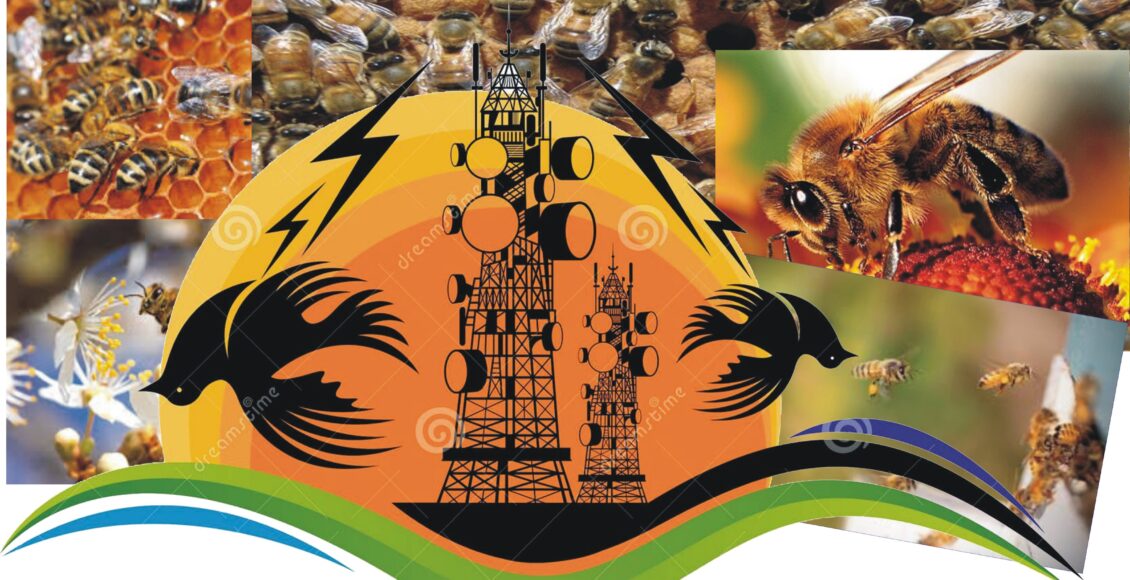 پاکستان کے جنگلات ،کھیت اور پہاڑ صرف درختوں اور پھولوں کا گھر نہیں بلکہ یہ شہد کی مقامی مکھیوں کی آخری پناگاہ ہیں ۔یہ مکھیاں ہماری فصلوں کو زندہ رکھتی ہیں,مگر آج وہ خؤد خاموشی سے ختم ہو رہی ہیں