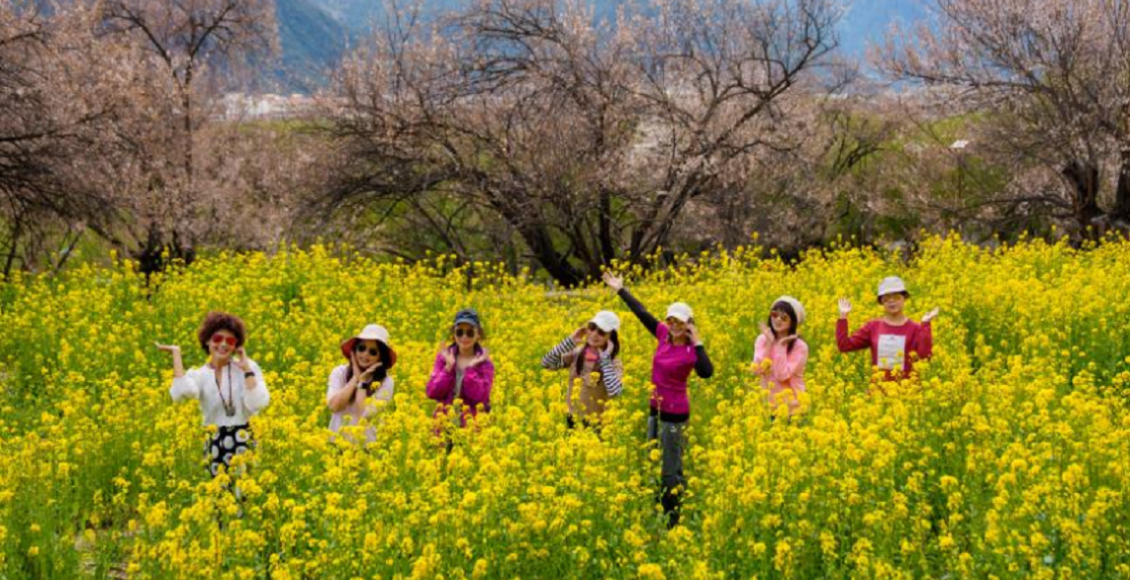 چین کے شہر نِنگچی میں آڑو کے پھول اس وقت پوری آب و تاب کے ساتھ کھل چکے ہیں،